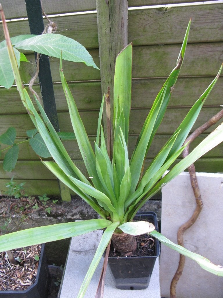 Yucca de jardin vivace (yucca filamentosa), Jardin & Terrasse, Autres espèces, Plein soleil, Été, Enlèvement