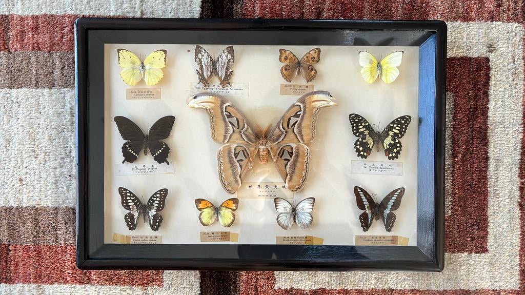 Vintage kader met 11 vlinders, Ophalen