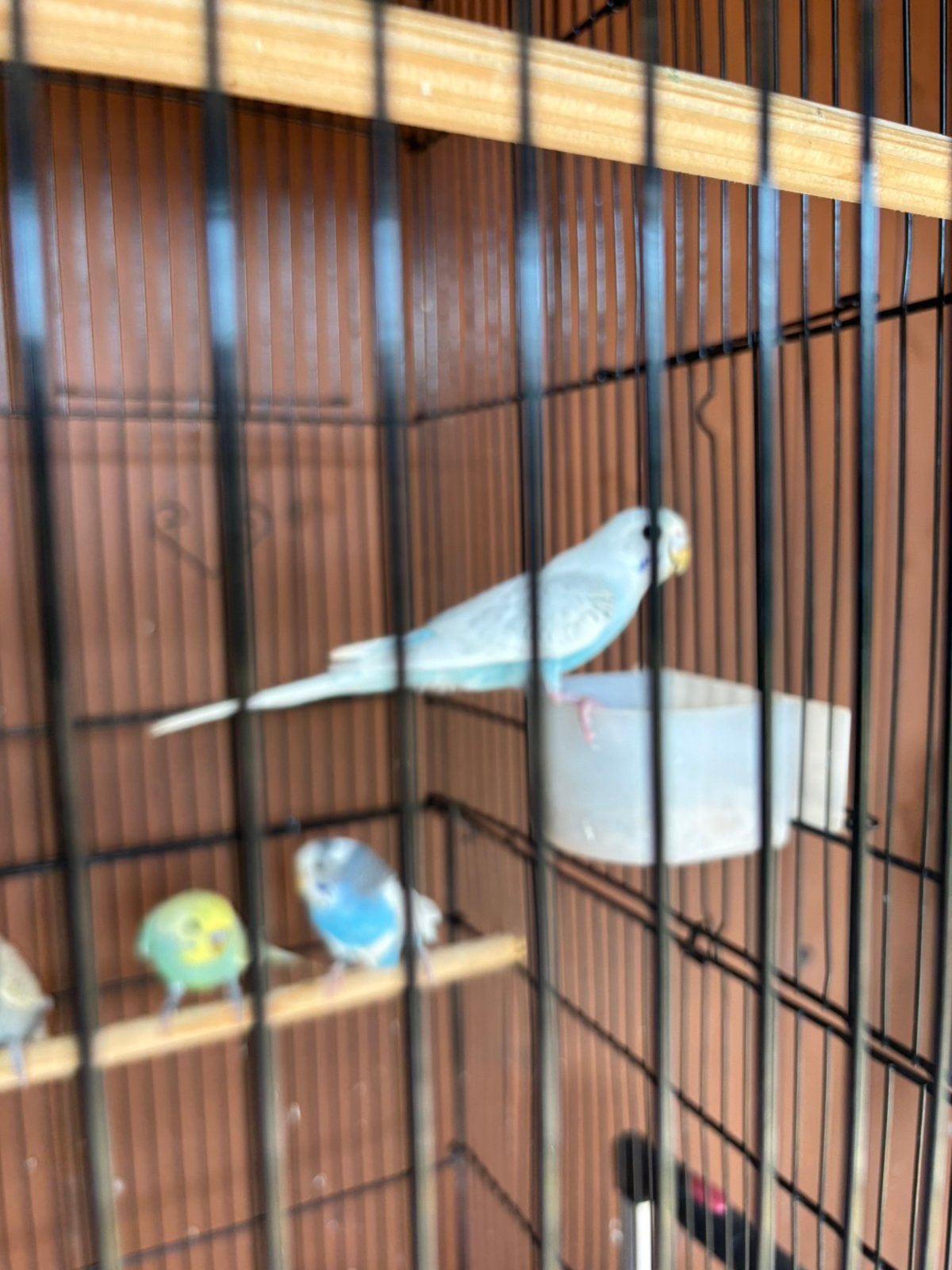 Jonge grasparkieten te koop. Slechts €5 per vogel!