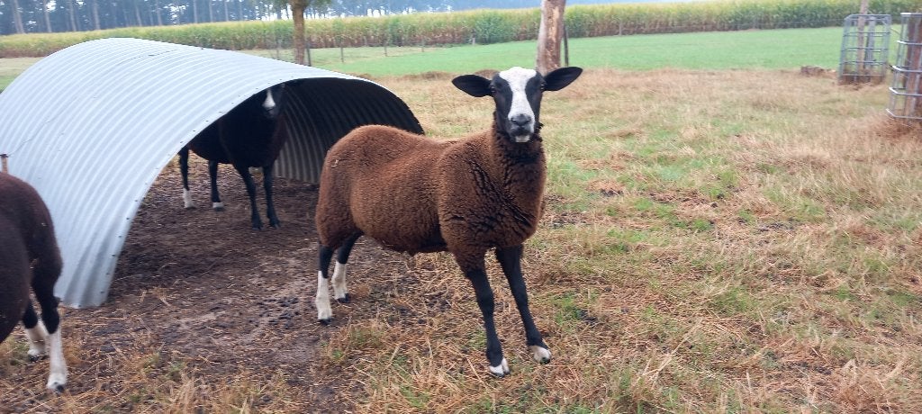 Zwartbles ram lam, Dieren en Toebehoren, Mannelijk, Schaap, 0 tot 2 jaar