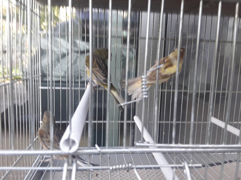 Timbradokanaries, Dieren en Toebehoren, Vrouwelijk, Zangkanarie