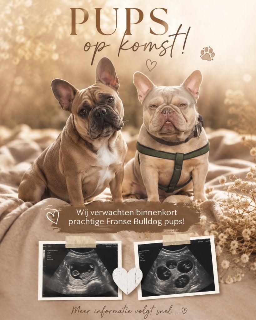 franse bulldog pups te koop, 8 à 15 semaines, Bouledogue, Plusieurs, Éleveur | Loisir
