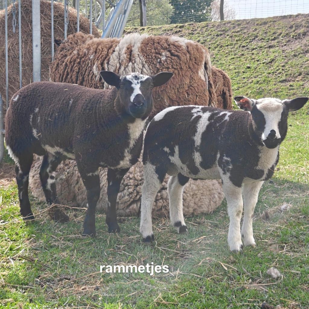 Schapen/ lam/vlaamse reus/loopeend/konijn/eend/ram, Dieren en Toebehoren, Geslacht onbekend