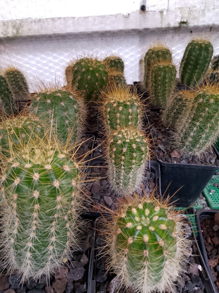 winter harde cactussen, Tuin en Terras, Ophalen, Winter
