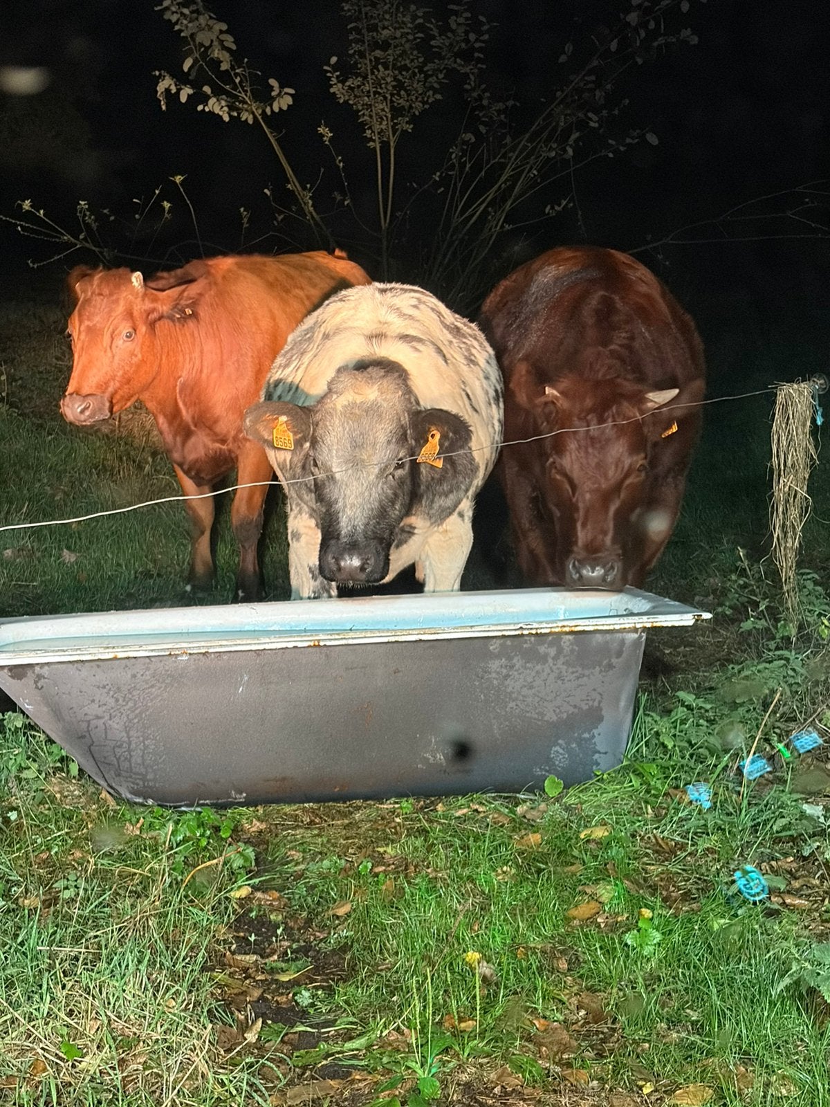 Bwb vaars, Meerdere dieren, 0 tot 2 jaar