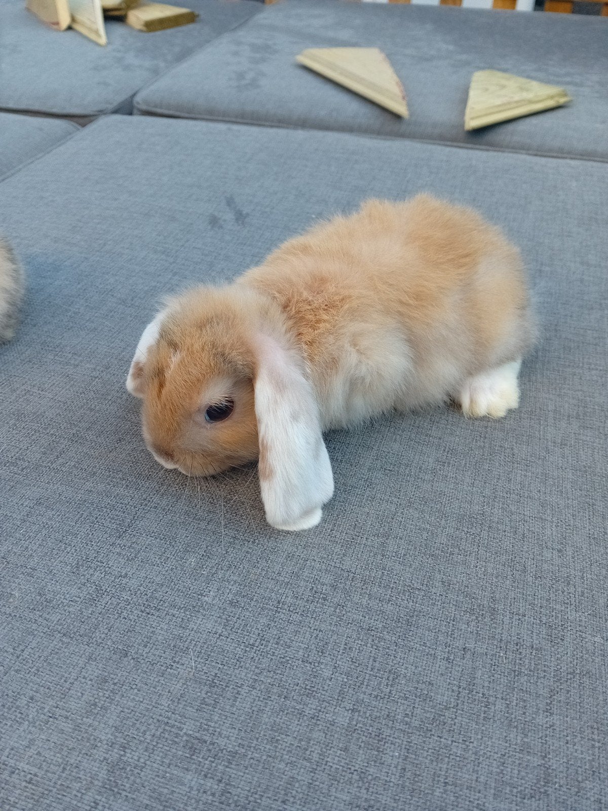 Mooie hangoor dwergkonijntjes supertam, Dieren en Toebehoren, Konijnen, Hangoor
