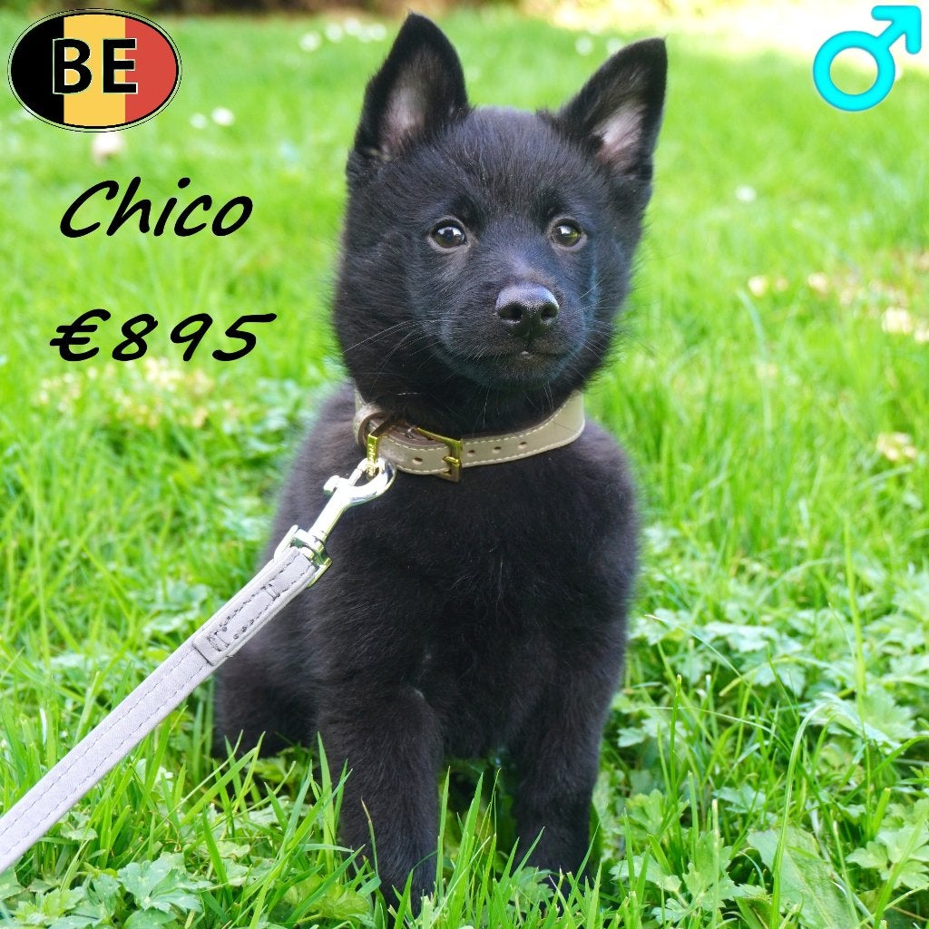 Chico & Charlie - Schipperke pups te koop, Dieren en Toebehoren, België, CDV (hondenziekte), 8 tot 15 weken, Meerdere