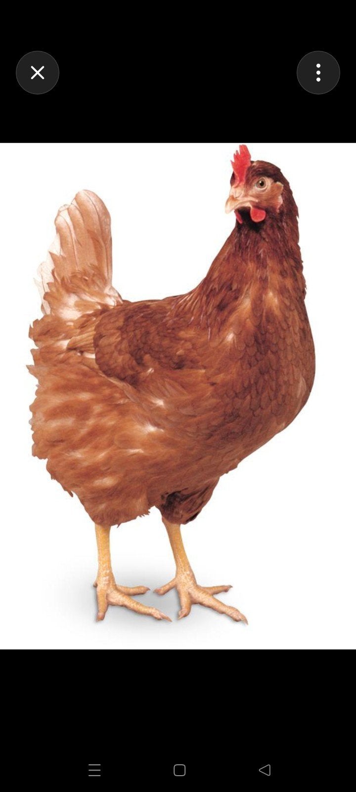Leg kippen