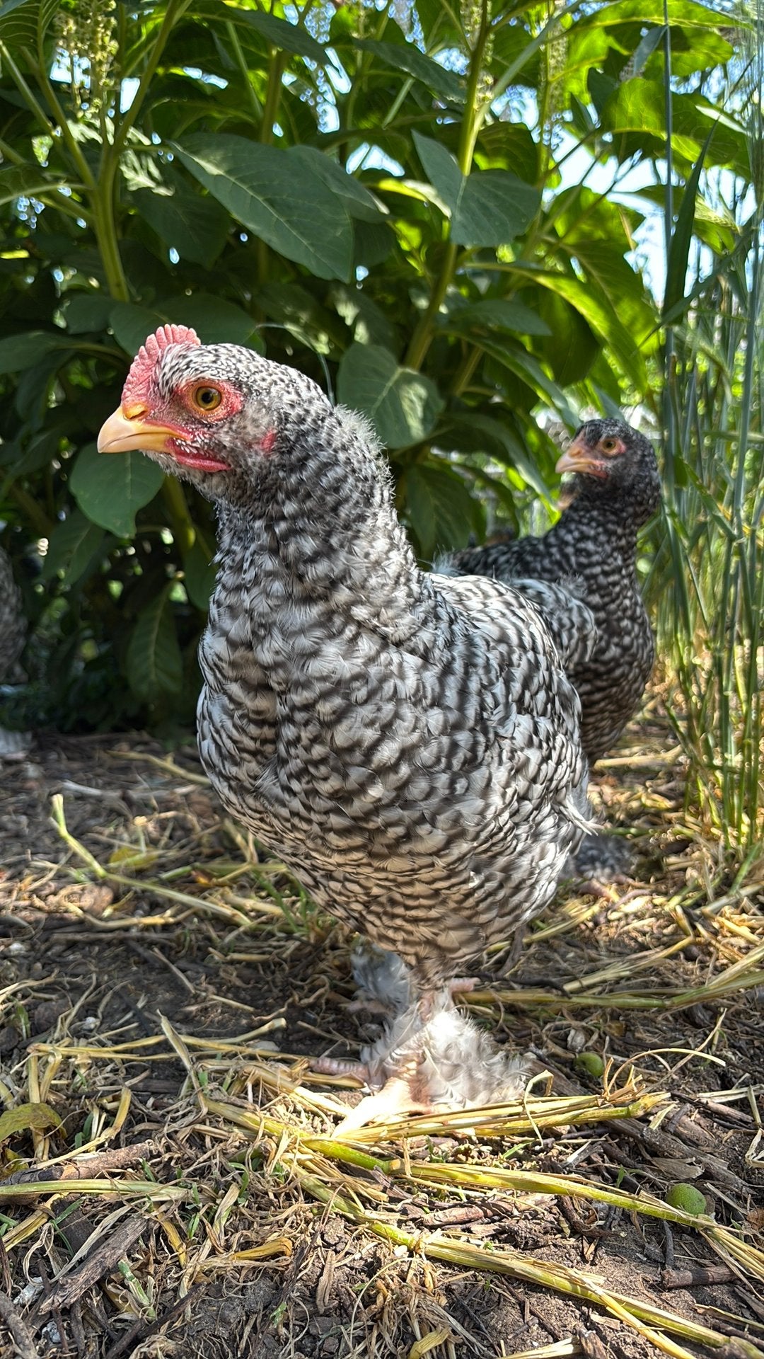 Haantjes Mechelse Koekoek te koop/te ruil, Dieren en Toebehoren, Mannelijk, Kip