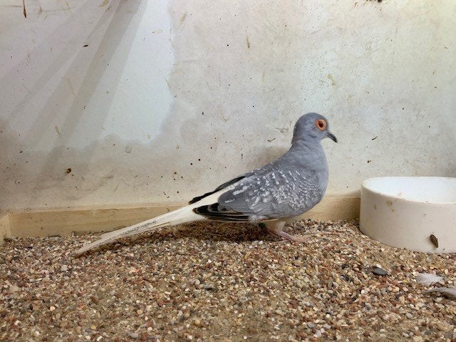 diamantduifjes bonte en wildkleur, Dieren en Toebehoren, Vogels | Duiven, Meerdere dieren, Overige soorten