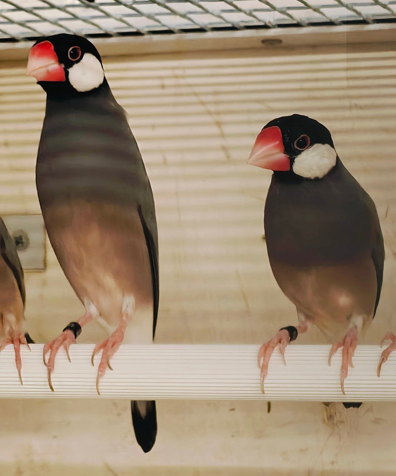 Rijstvogels / padda's, Meerdere dieren, Tropenvogel, Geringd