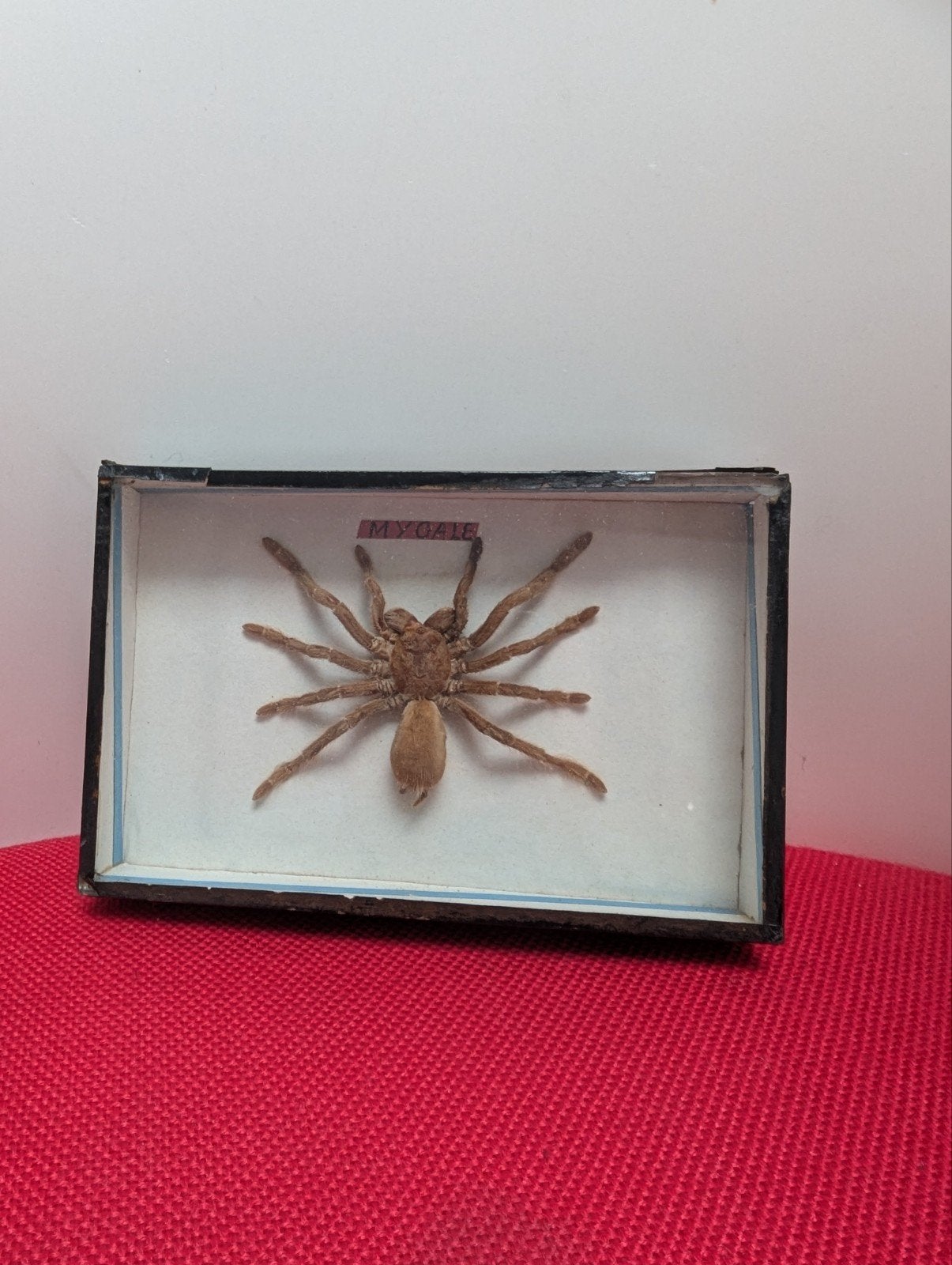 cadre mygale cabinet de curiosités, Enlèvement ou Envoi