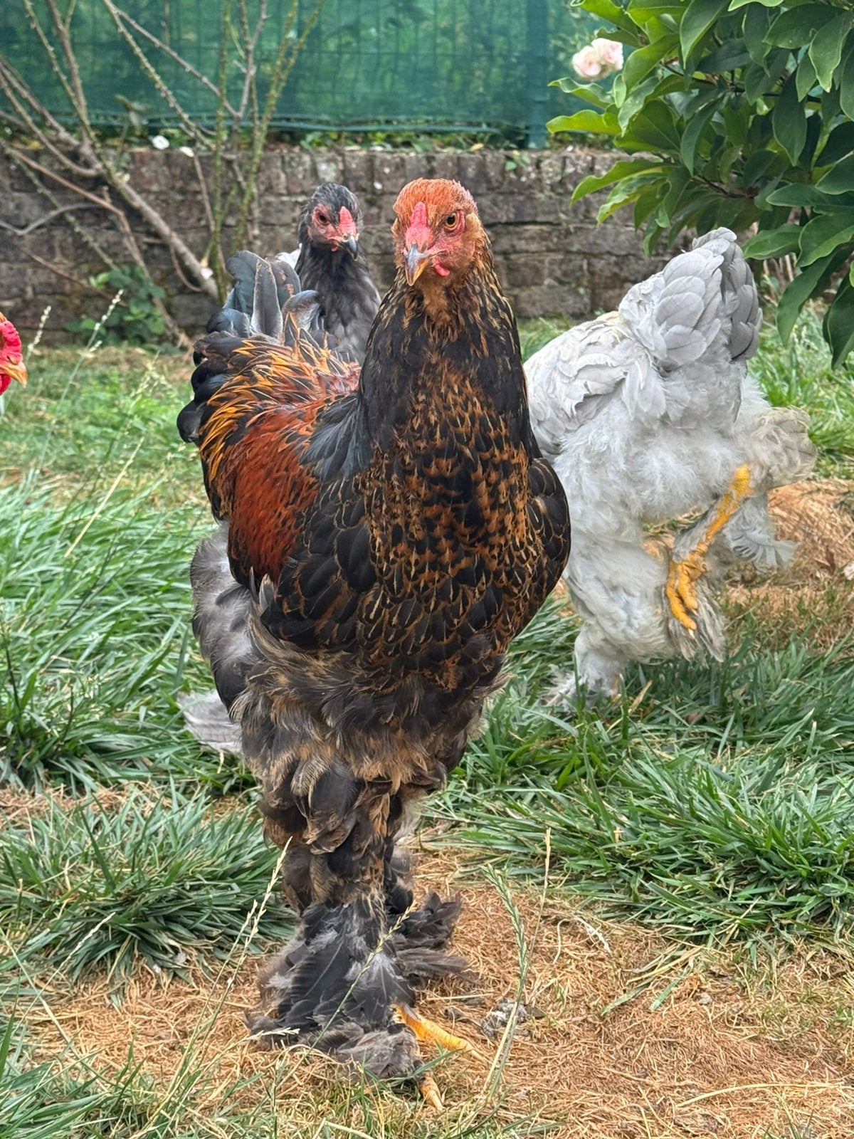 Coq Brahma, Ophalen