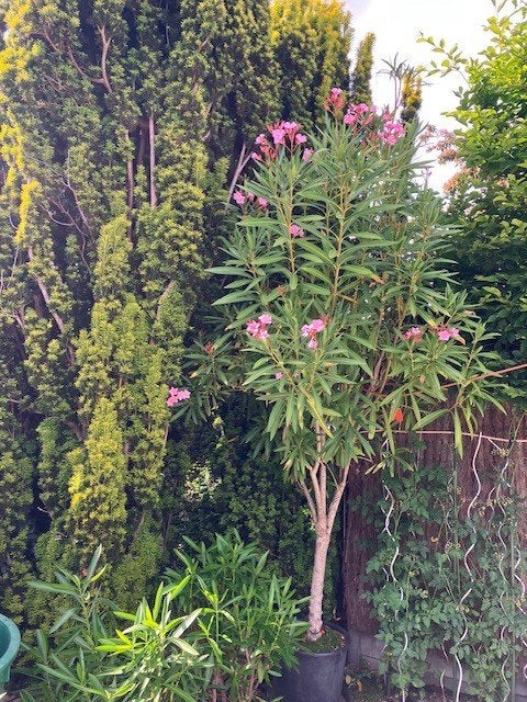 grote oleanders, verschillende soorten, Tuin en Terras, Bloembollen en Zaden, Ophalen