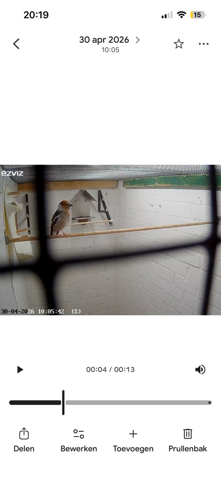 Europese appelvinken, Meerdere dieren, Wildzangvogel, Geringd