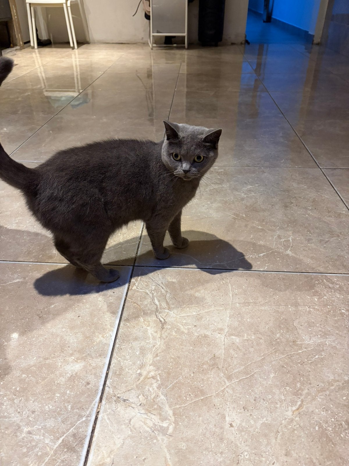 Britse korthaar gratis, Chatte ou Chat, À poils courts, 3 à 5 ans