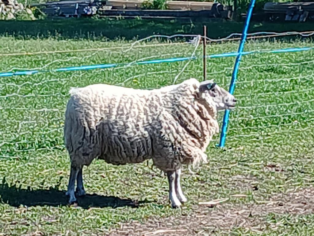 Bleu de main dek bok 2jaar oud, Dieren en Toebehoren