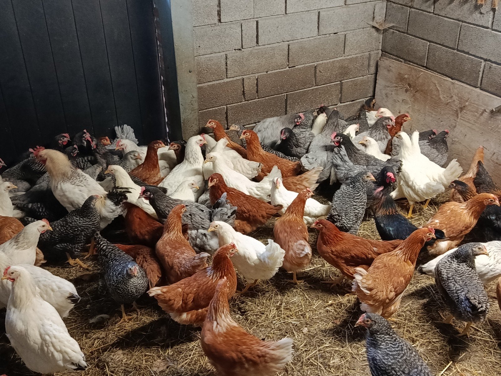 jonge legkippen promo !!, Dieren en Toebehoren, Pluimvee, Kip