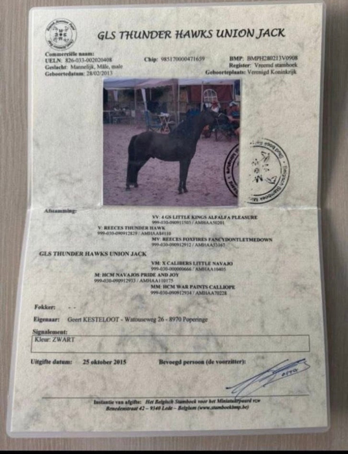 Opzoek naar deze hengst, NMPRS,AMHA,AMHR,pony, Étalon