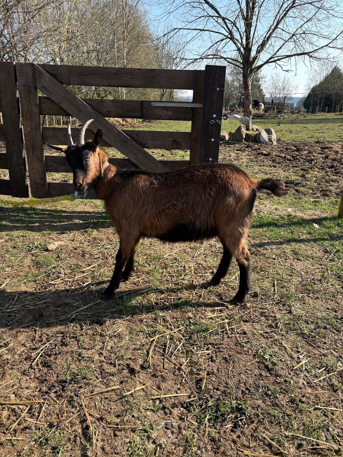 Geiten miekes te koop, Dieren en Toebehoren, Vrouwelijk, Geit, 0 tot 2 jaar