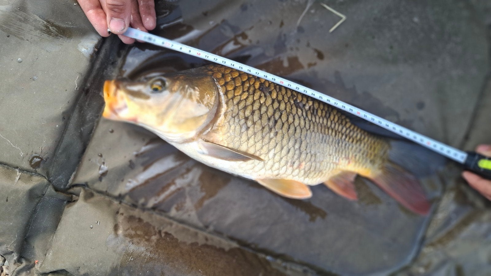 karpers te koop, Oktober, Meerdere dieren