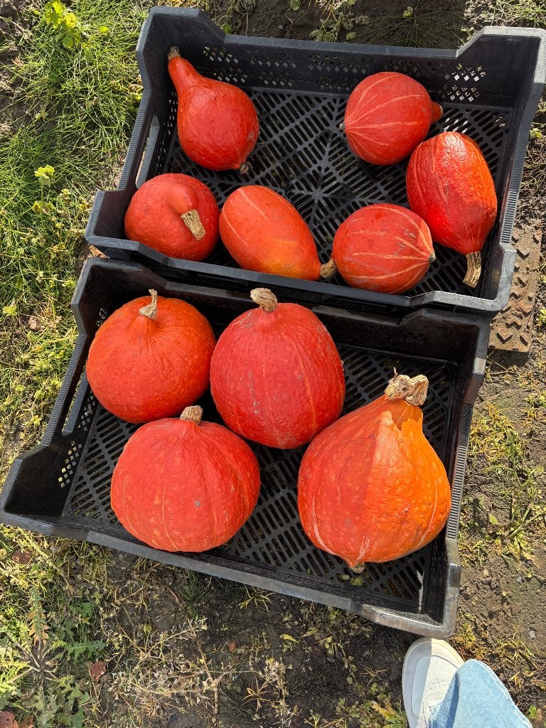 Pompoenen 0,5 EUR/kg, Diversen, Ophalen
