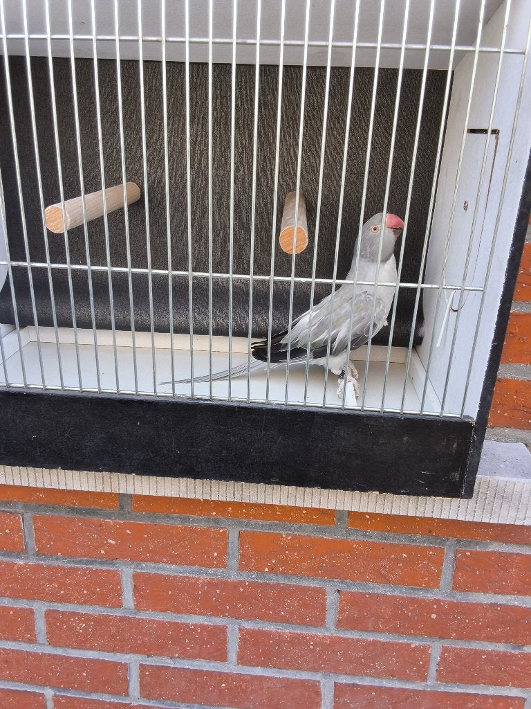 Halsbanden, Dieren en Toebehoren, Vogels | Parkieten en Papegaaien, Geringd