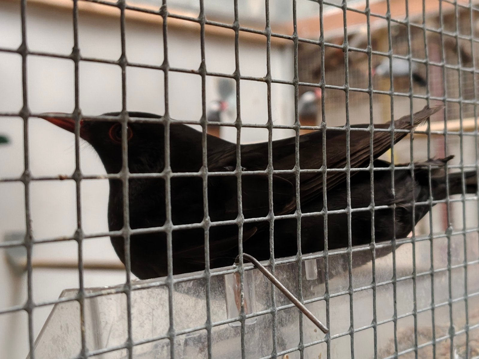 merels, Dieren en Toebehoren, Mannelijk, Wildzangvogel, Geringd
