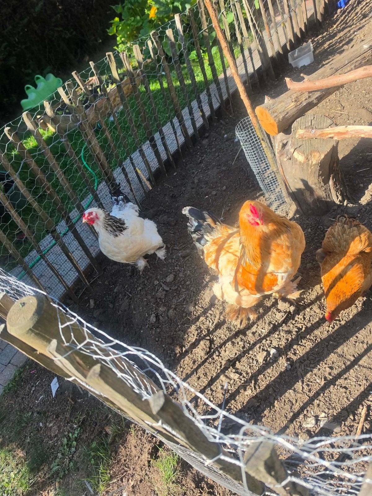 toom brahma's, Dieren en Toebehoren, Pluimvee