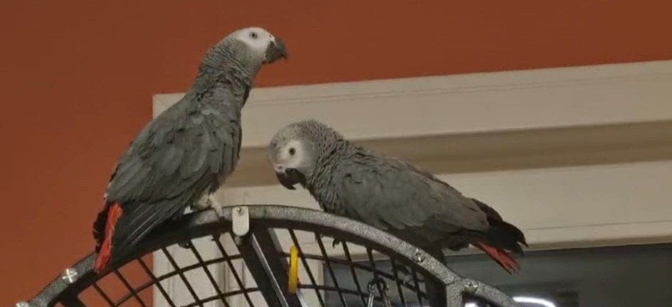 Couple gris du gabon eam, Plusieurs animaux, Perroquet, Parleur