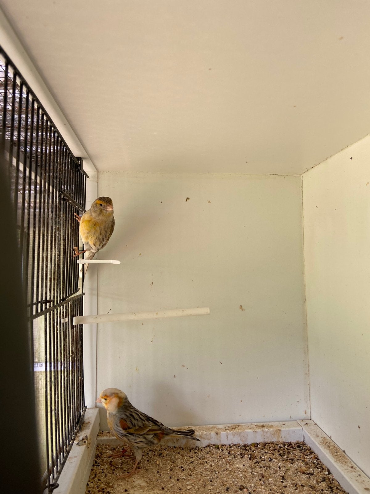 harlekijnkanaries (bonte kanaries)koppel