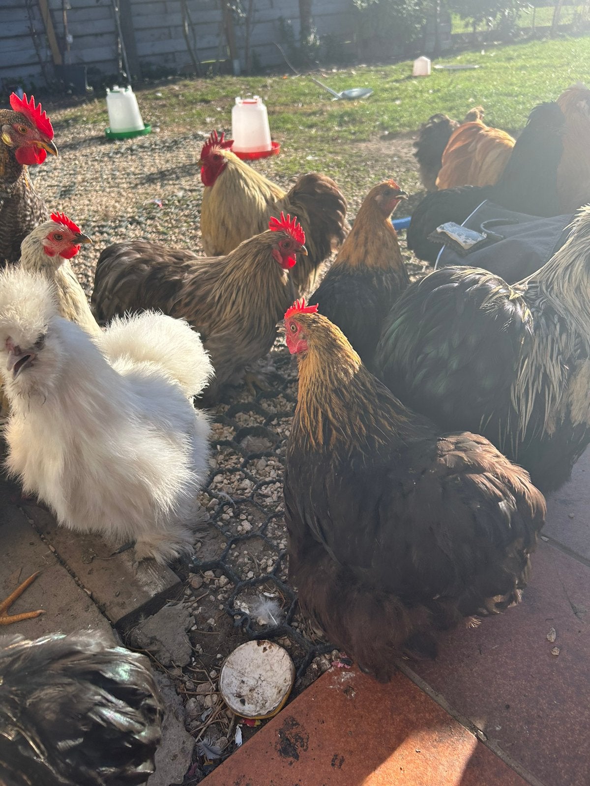 Kippen, Dieren en Toebehoren