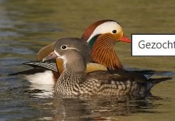 kuiken van de Mandarijn eend, Canard