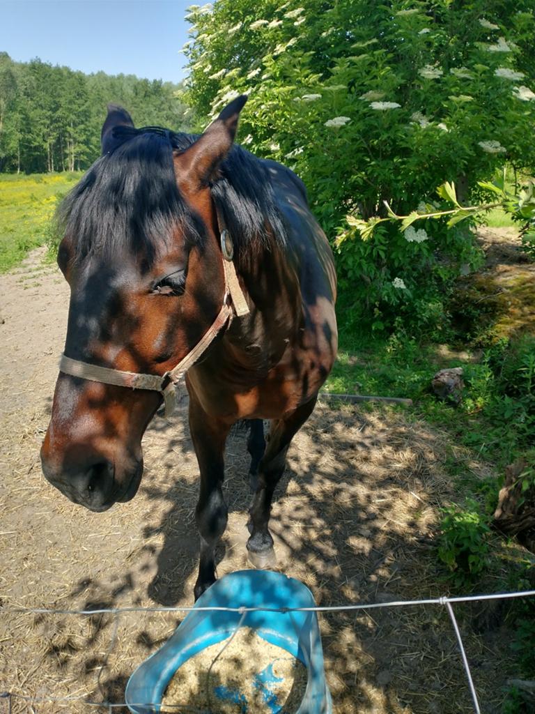 Te koop 10 jarig draver hengst nooit gekoerst gaat in de kar, Dieren en Toebehoren, Paarden, Hengst