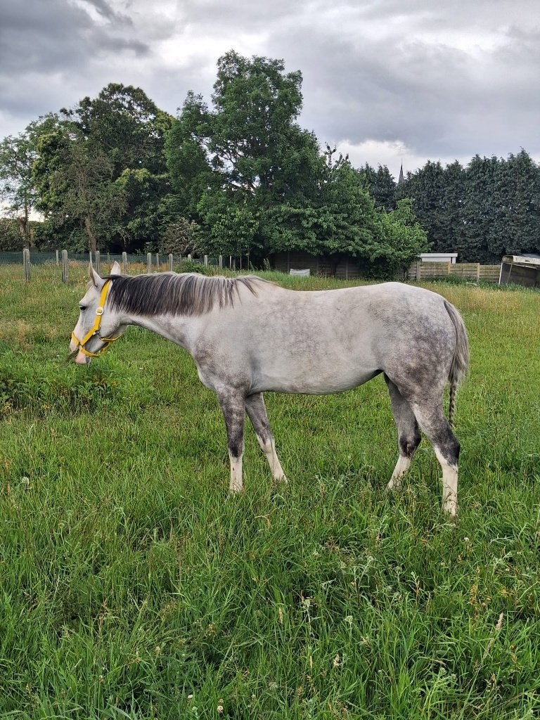 super braaf  paardje, Merrie, Minder dan 160 cm, Zadelmak, 3 tot 6 jaar