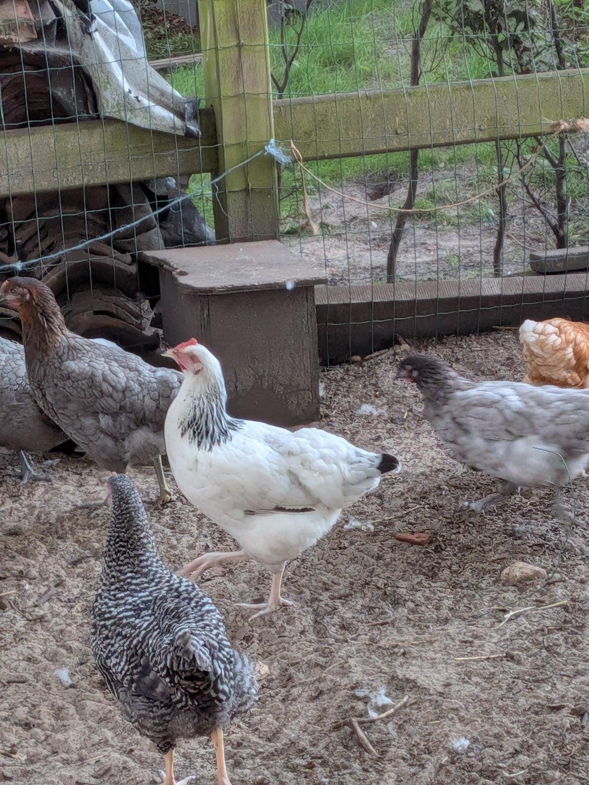 Sussex legkippen, Dieren en Toebehoren, Pluimvee