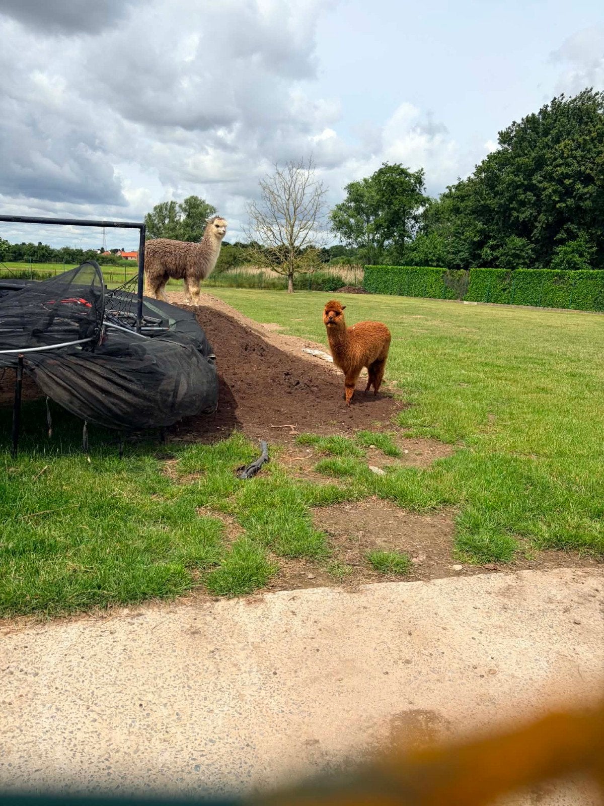 Alpaca te koop, Dieren en Toebehoren