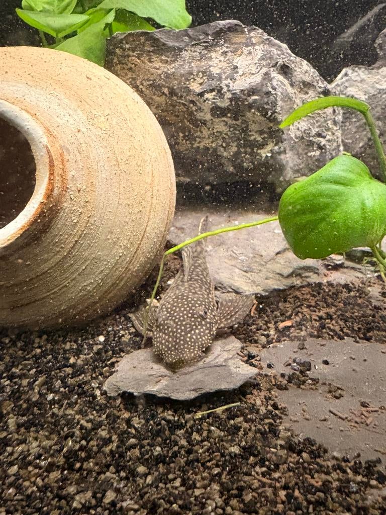 Jonge Ancistrus (Bristlenose), Animaux & Accessoires, Poissons | Poissons d'aquarium, Poisson d'eau douce, Poisson