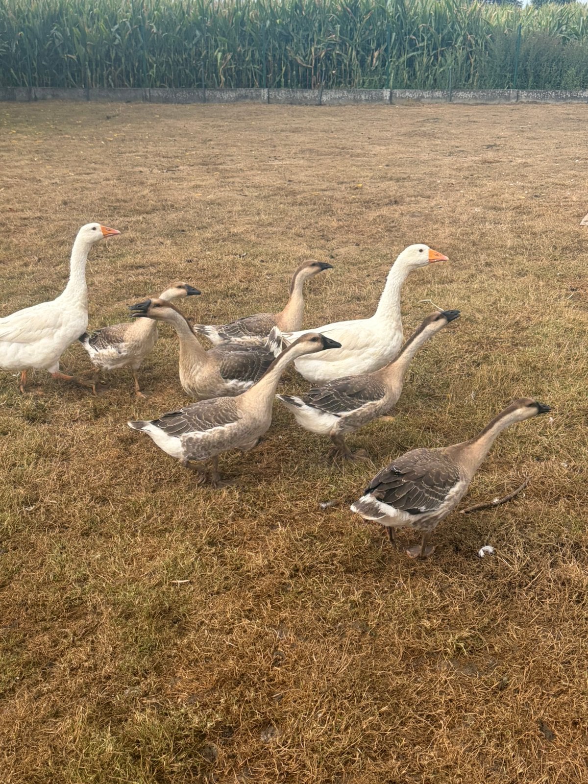 Bruine ganzen, Dieren en Toebehoren, Pluimvee, Meerdere dieren, Gans of Zwaan
