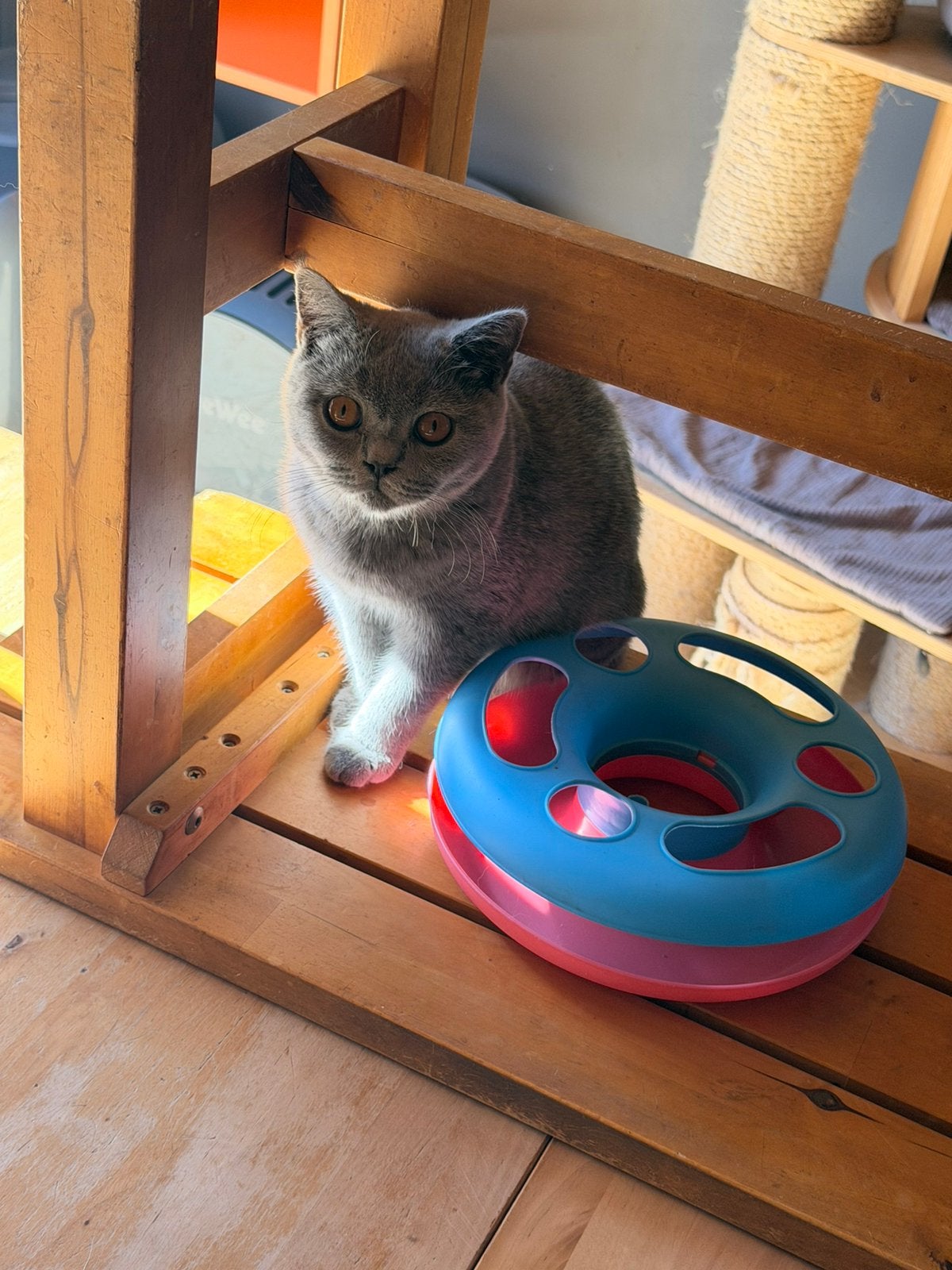 Brits korthaar, Animaux & Accessoires, Chatte ou Chat, Avec puce électronique, 0 à 2 ans