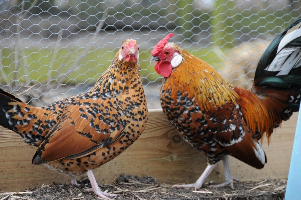 Java Kriel Rood Porselein Broedeieren, Dieren en Toebehoren, Verzenden