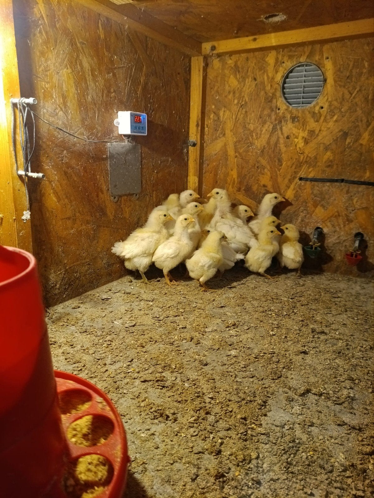 Poule de Bresse kuikens