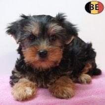 Yorskire pups te koop - Kleine bolletjes vol liefde, Dieren en Toebehoren, Honden | Jack Russells en Terriërs, Meerdere dieren