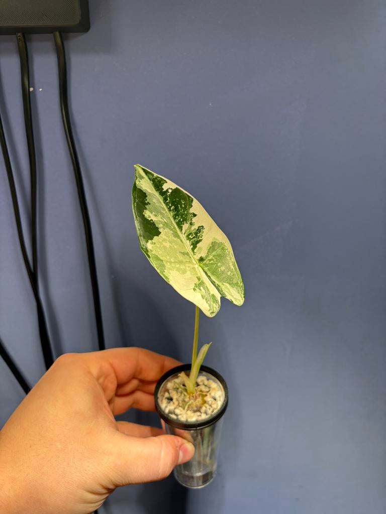 Alocasia frydek variegata, Autres espèces, En pot, Moins de 100 cm, Enlèvement