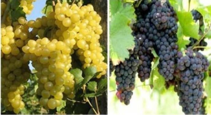 PLANTS DE RAISIN / VIGNES, 1 mètre, bleus et blancs, 12€/pc, Enlèvement ou Envoi, Printemps, Plante fixe, Plantes fruitières