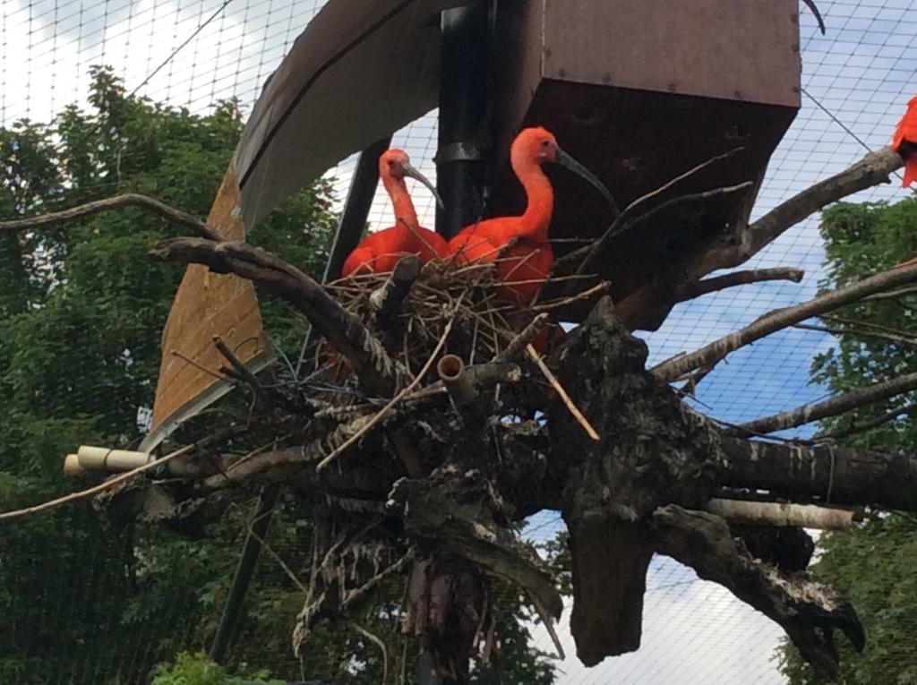 Rode ibis, Geringd