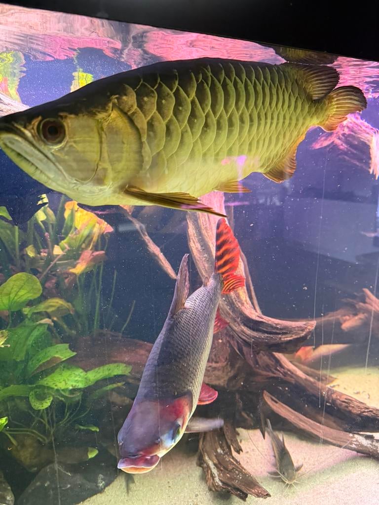 Butik merah bleubase crossback arowana