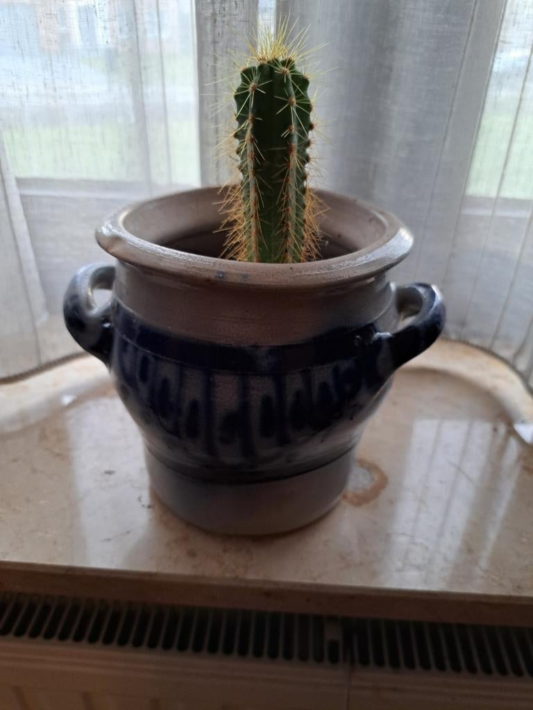 Keulse pot met cactus, Ophalen of Verzenden