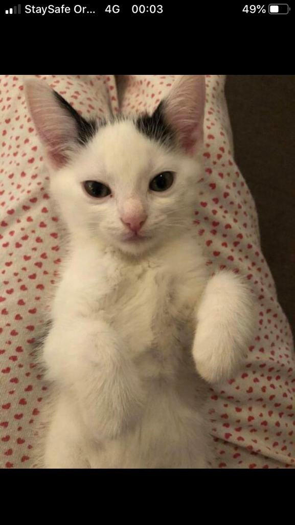Oppas voor uw kat, Dieren en Toebehoren, Ophalen of Verzenden