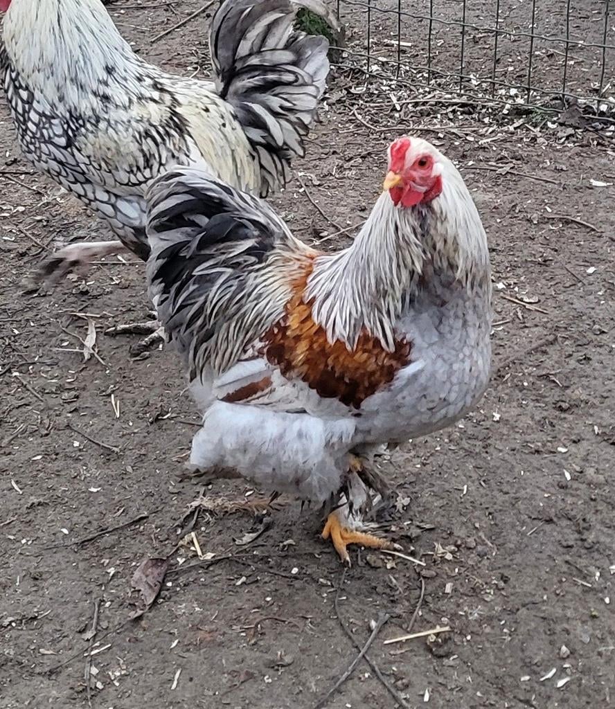 Coq brahma naine perdrix argenté épaules rouge